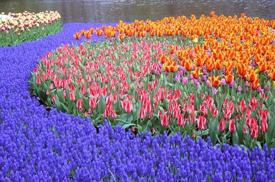 صور أكبر حديقة أزهار في العالم